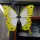 For Some, Yellow Butterflies Symbolise Hope in the Midst of Colombia’s Uncertainty