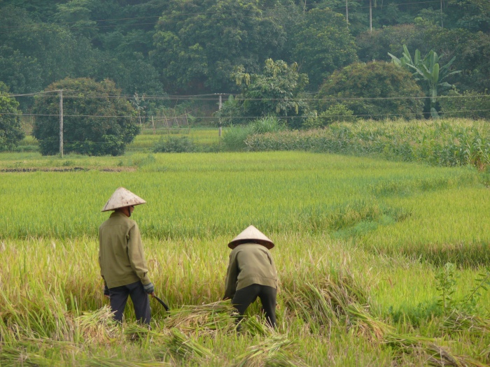 Farmers in Vietnam.