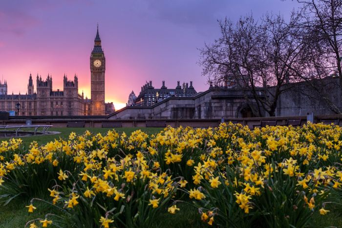 Daffodils in front of the UK Houses of Parliament